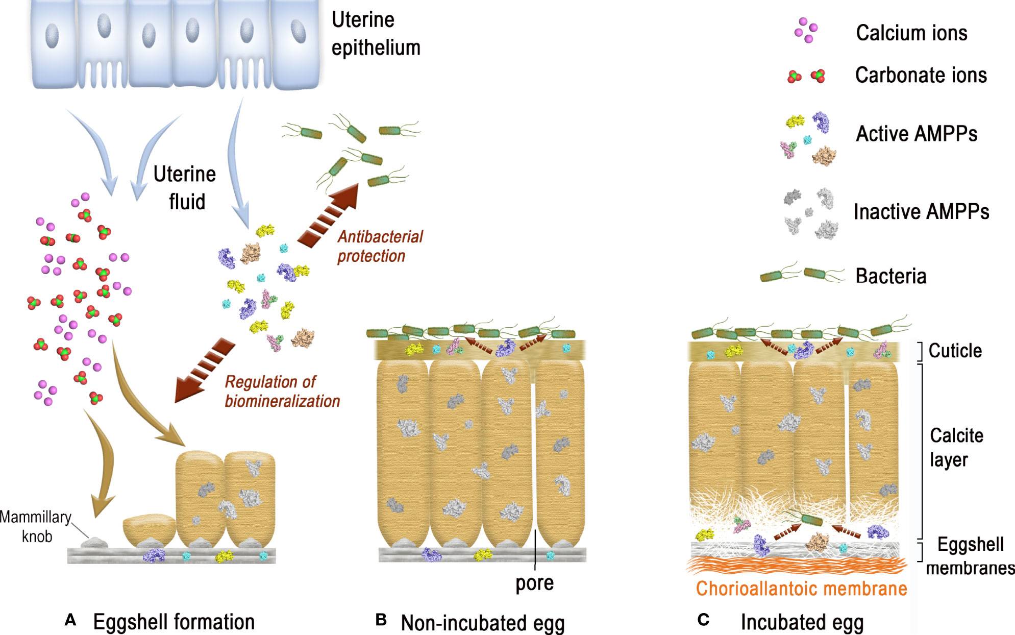 Représentation graphique des fonctions immunitaires innées des AMPP de la coquille d'œuf dans la minéralisation de la coquille d'œuf et la protection antibactérienne.