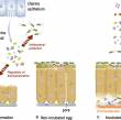 Graphical representation of the innate immune functions of eggshell AMPPs in eggshell mineralization and antibacterial protection.